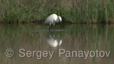 Video of Little Egret - Little Egret in lake in Bulgarian spring